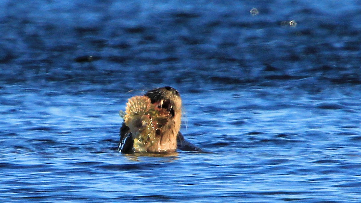 North American River Otter - ML646737241