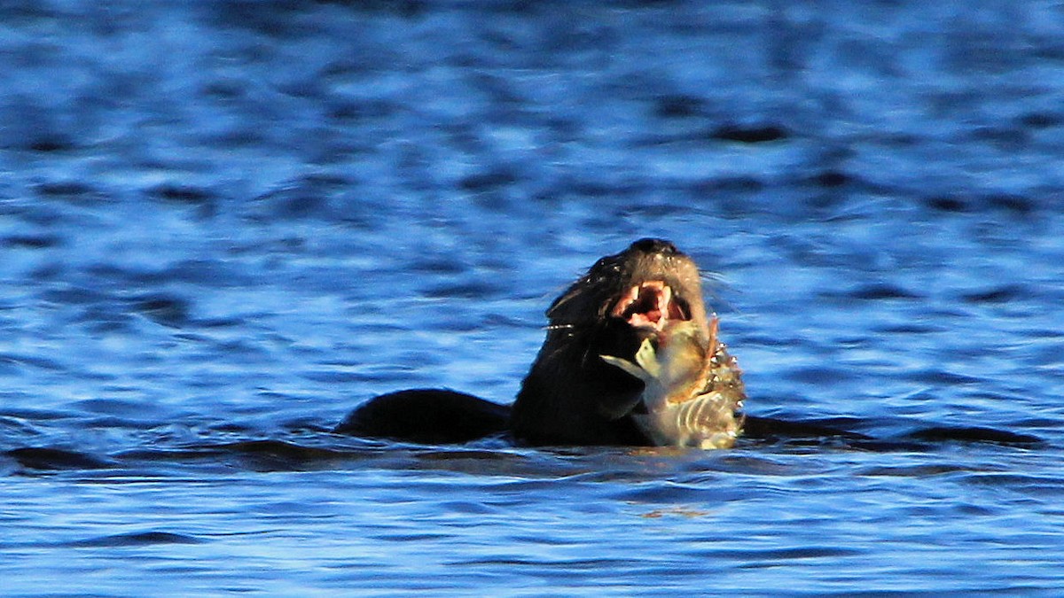 North American River Otter - ML646737243