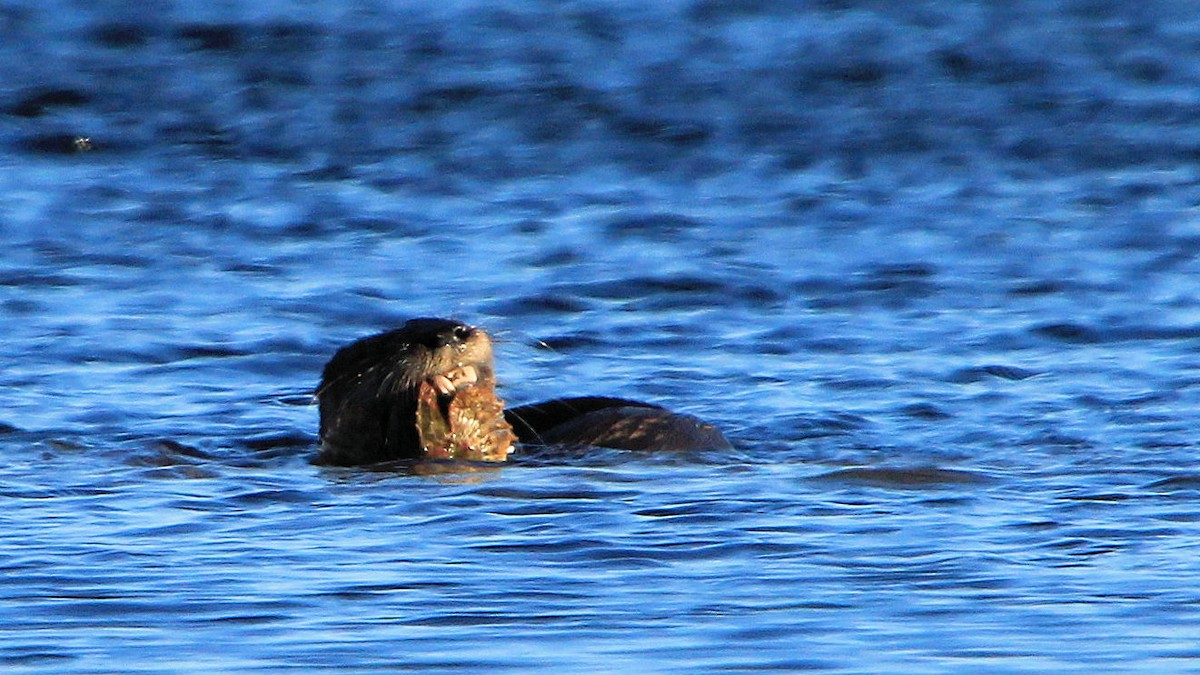 North American River Otter - ML646737244