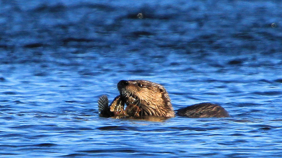 North American River Otter - ML646737245