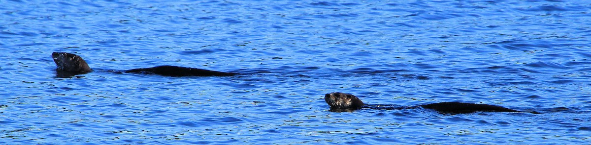 Mammals - ML646737246