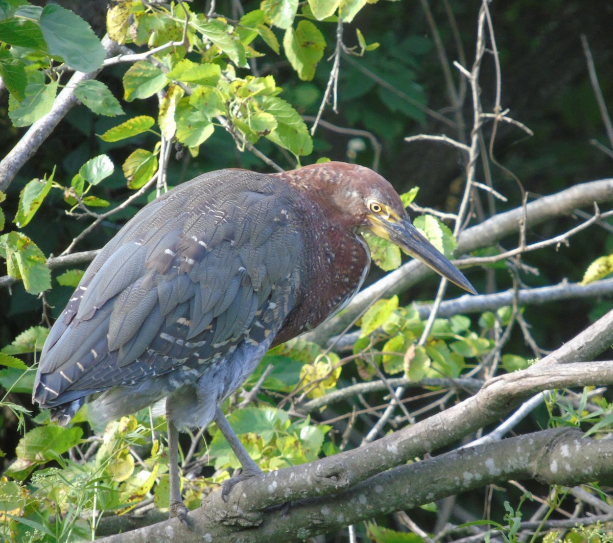 Marmorreiher - ML646737249