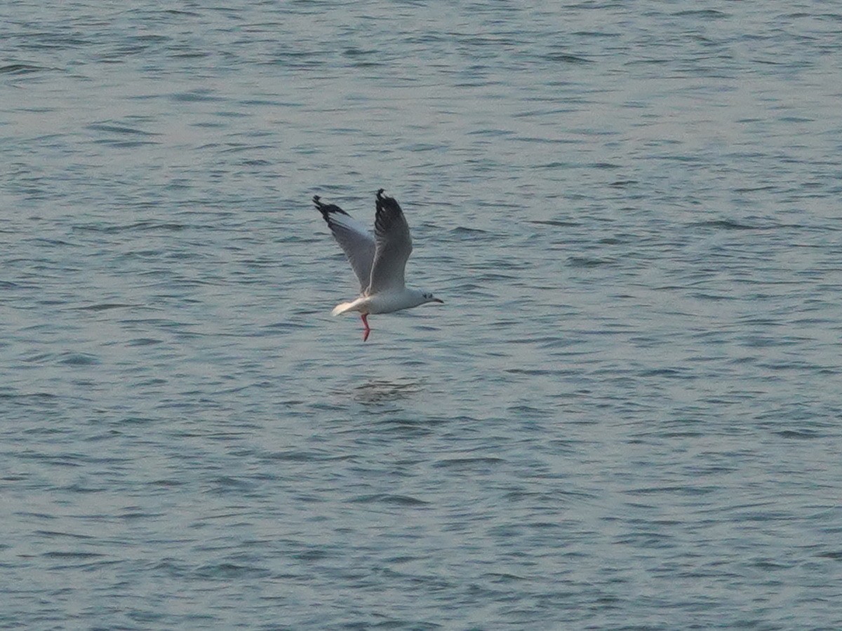 Gaviota Centroasiática - ML646737255