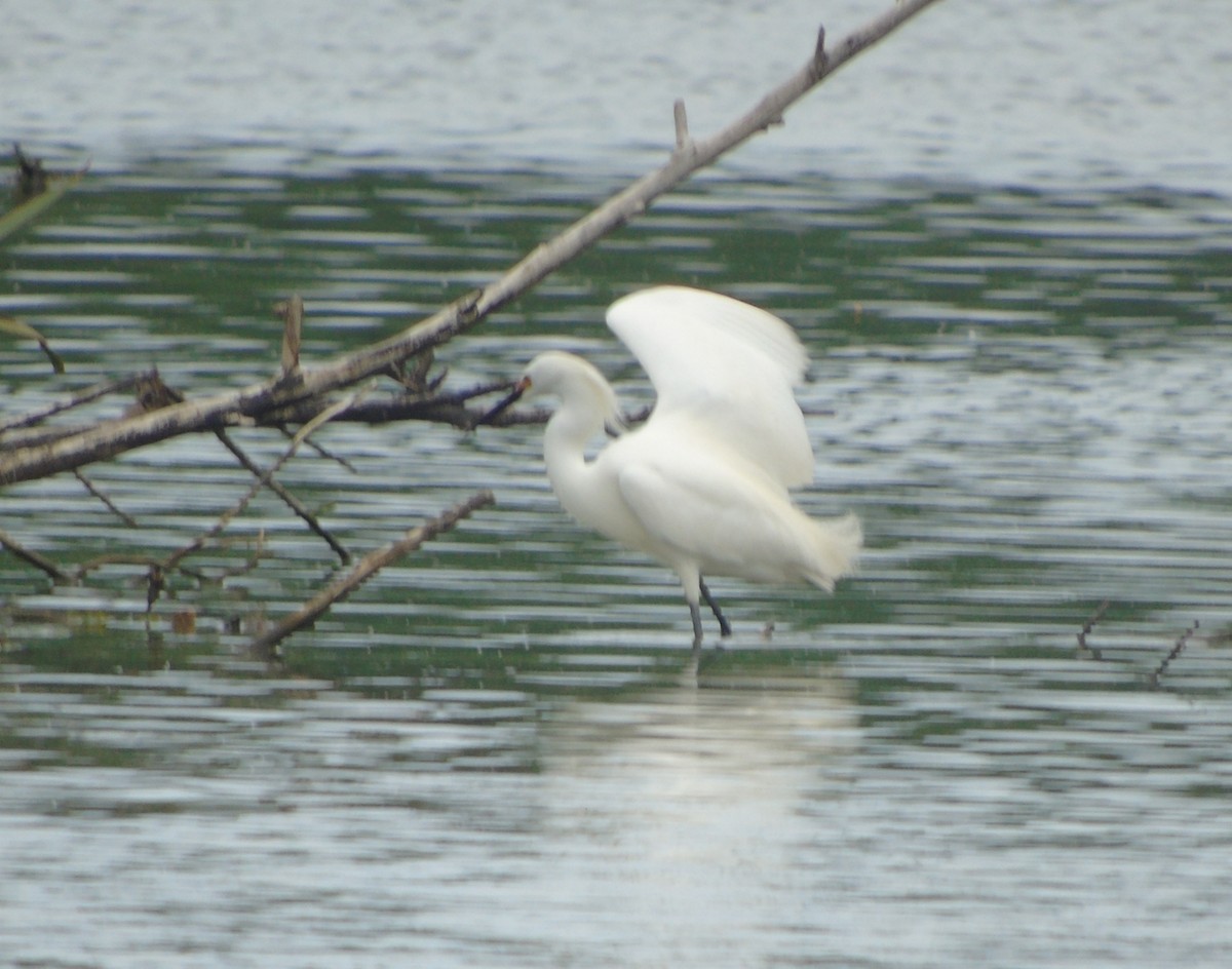 Schmuckreiher - ML646737256