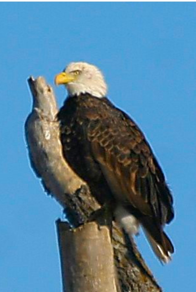 Bald Eagle - ML646737258