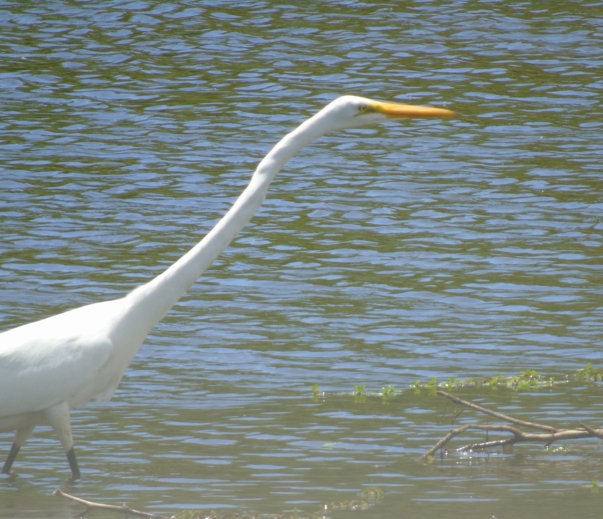 Silberreiher - ML646737259