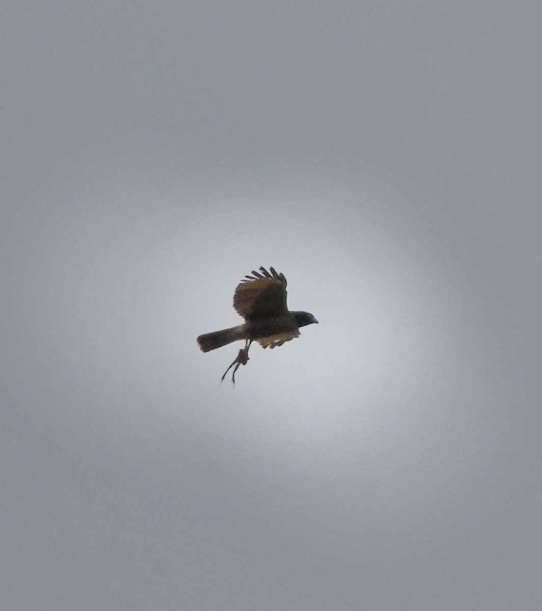 Wegebussard - ML646737264