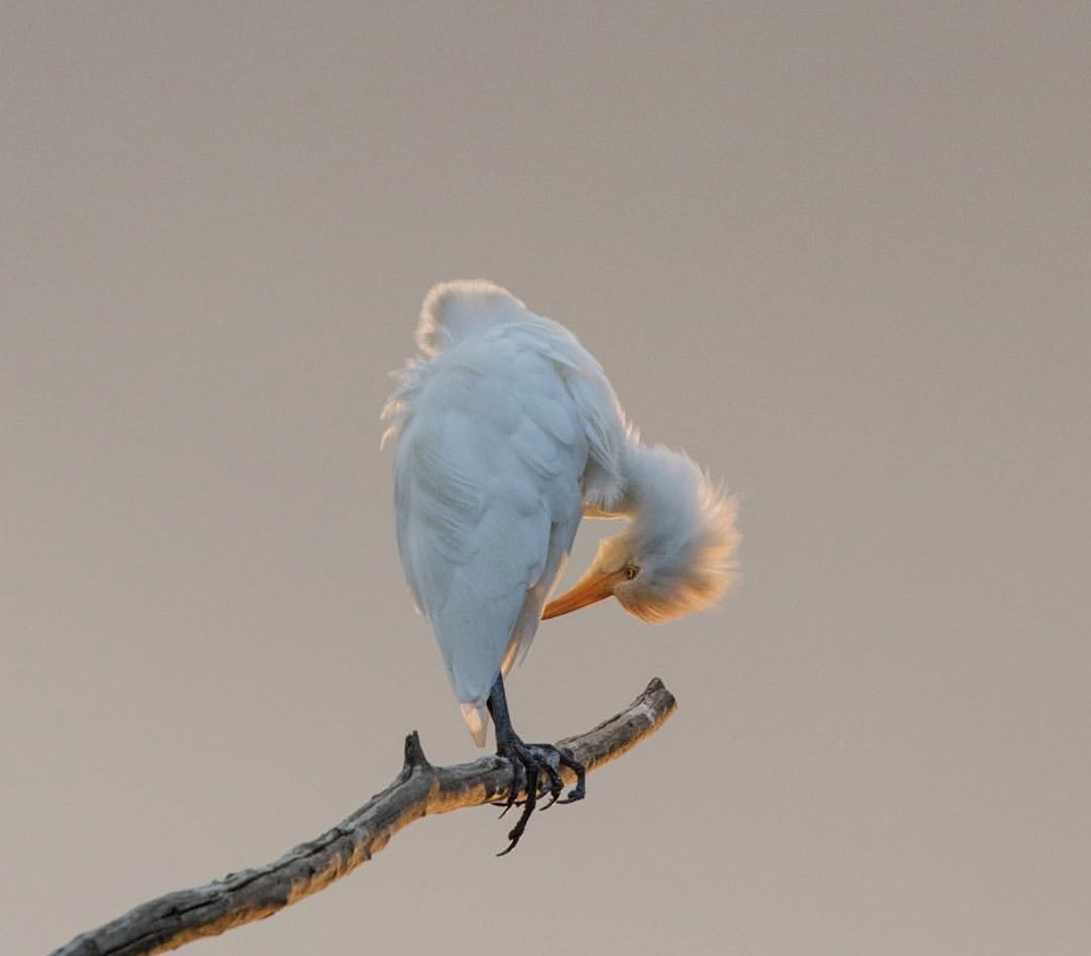 Yellow-billed Egret - ML646737271