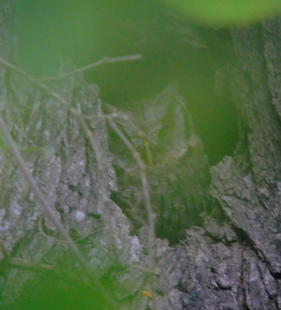 Tropenkreischeule - ML646737274