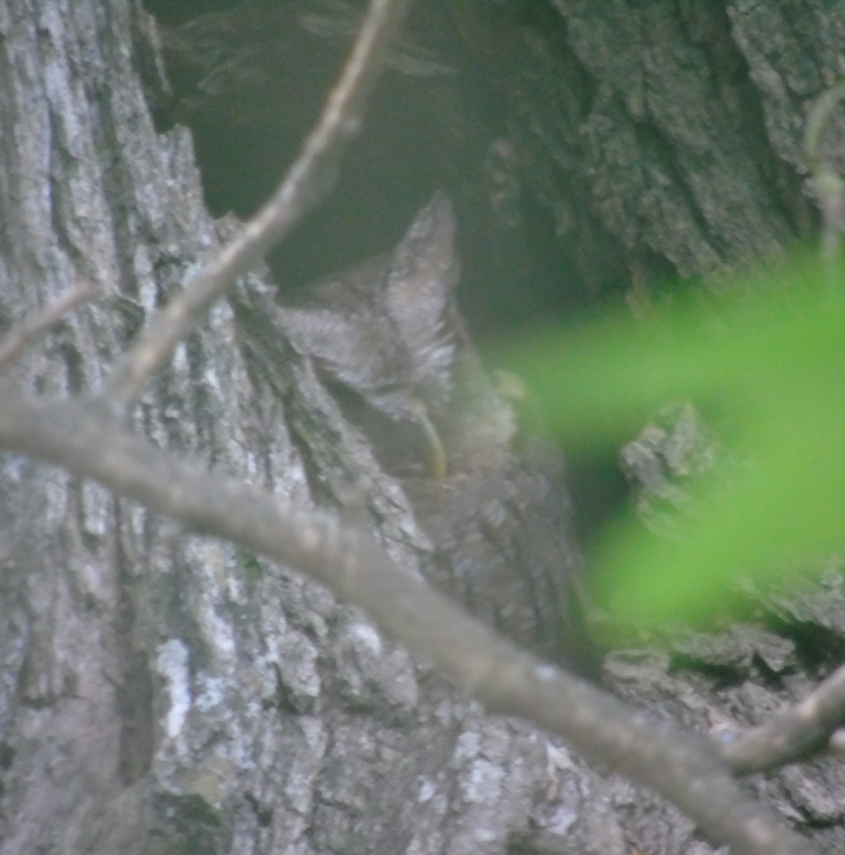 Tropenkreischeule - ML646737275