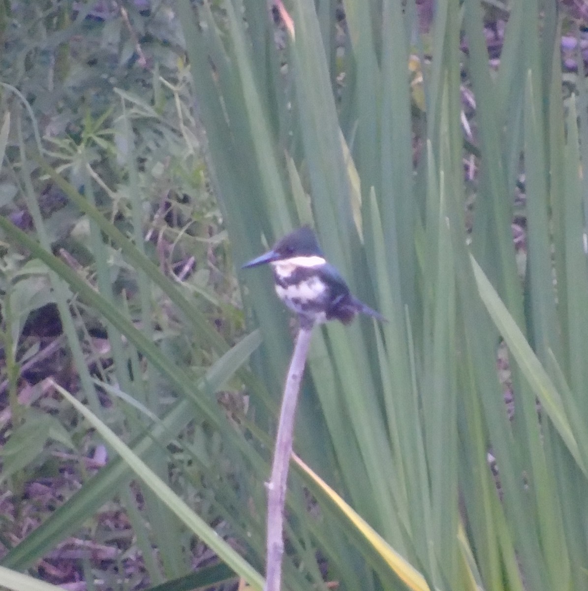 Grünfischer - ML646737278