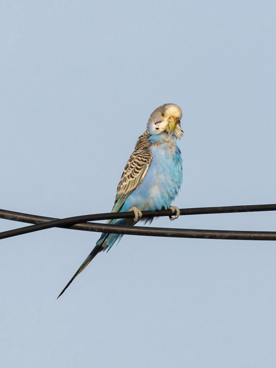 Папужка хвилястий (домашній тип) - ML646737280