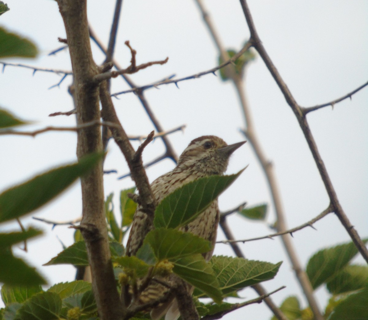 Streifenschwanzspecht - ML646737281