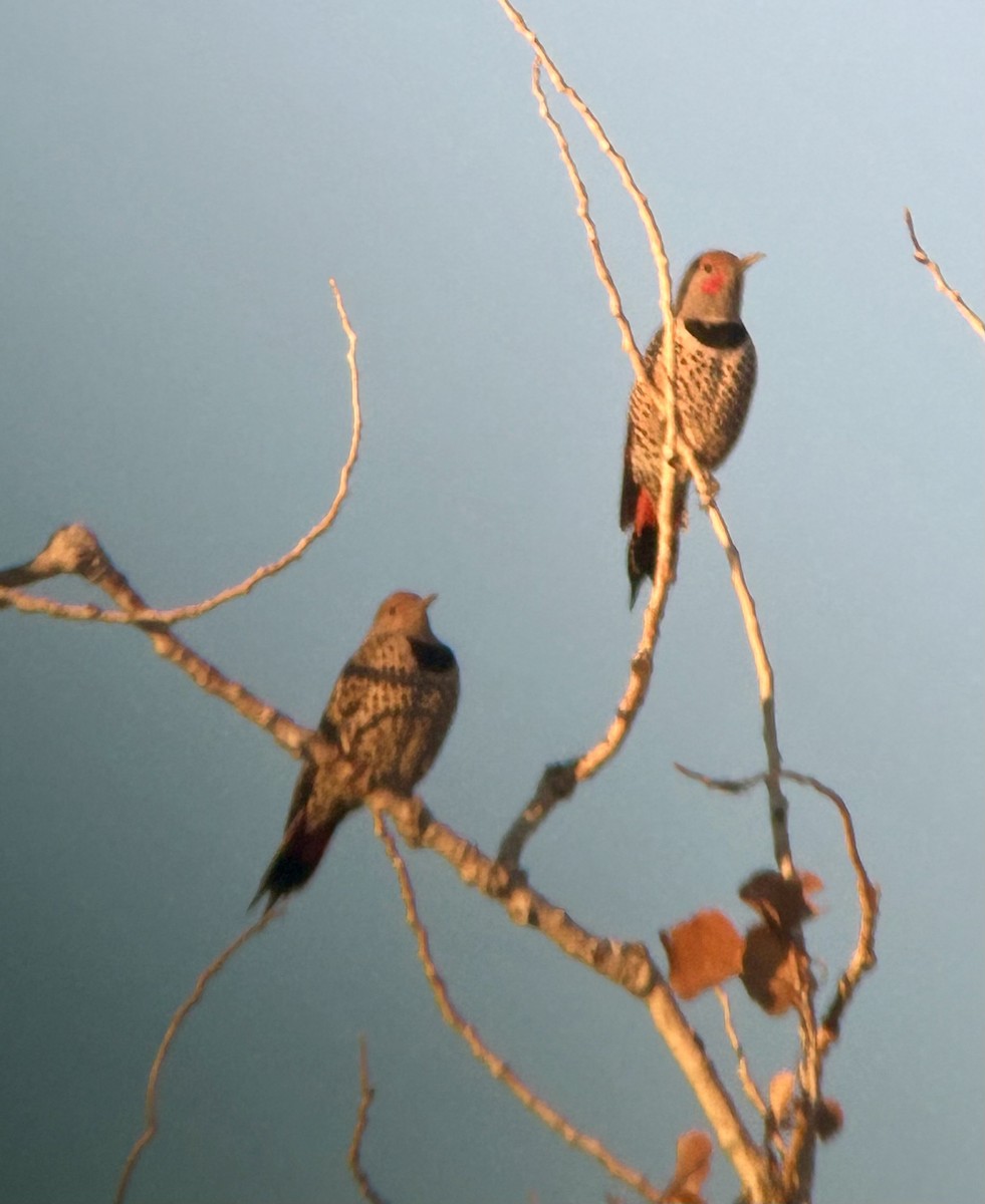 Northern Flicker (Red-shafted) - ML646737283