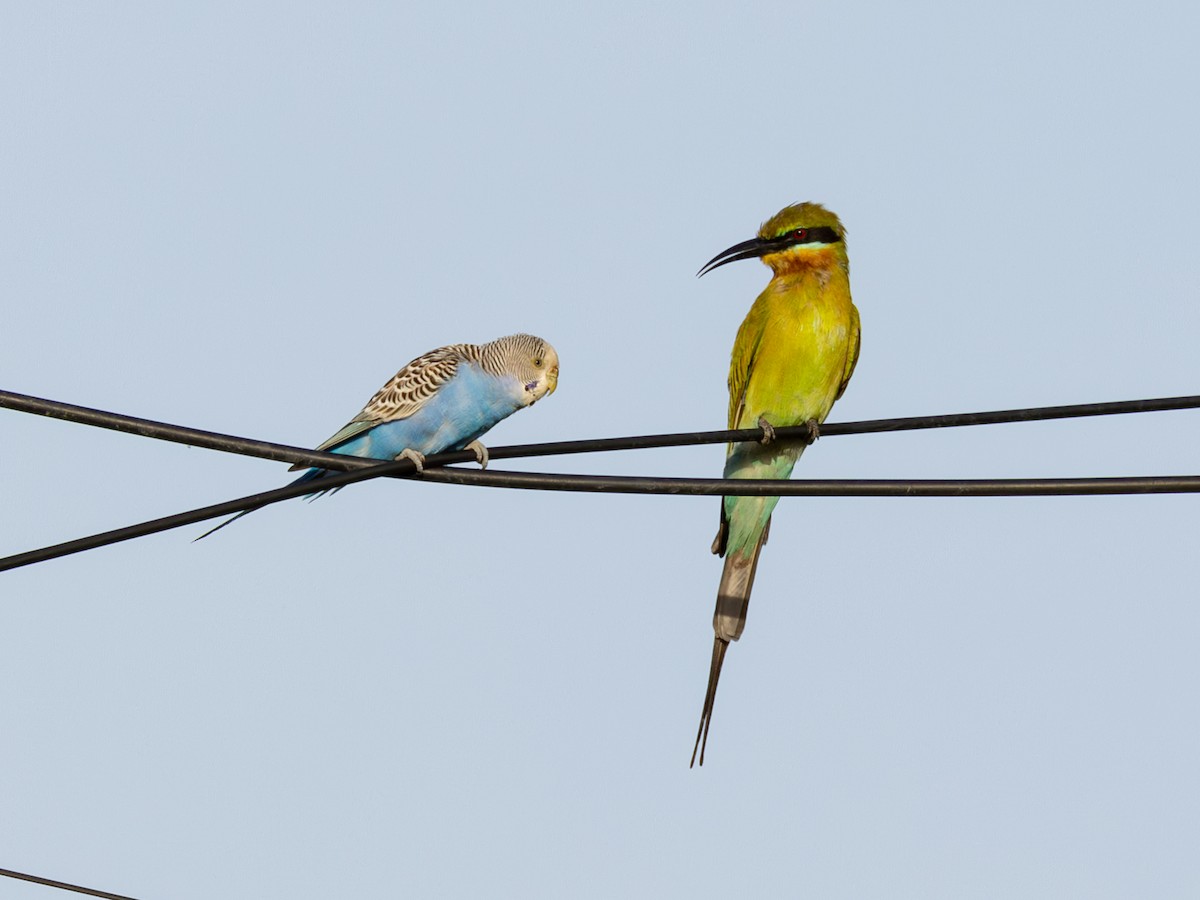 Папужка хвилястий (домашній тип) - ML646737284