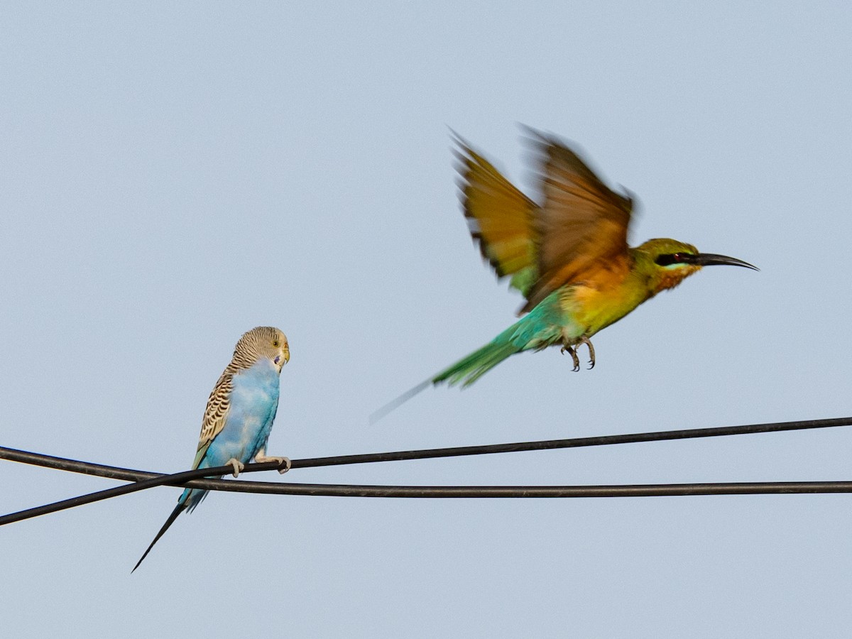 Папужка хвилястий (домашній тип) - ML646737289