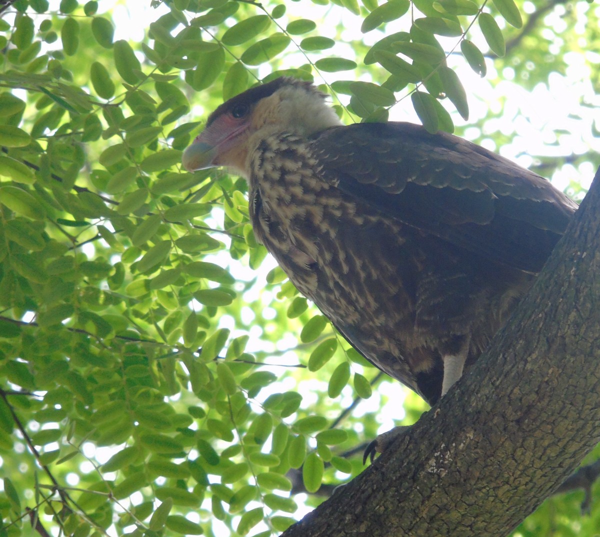 Schopfkarakara - ML646737291