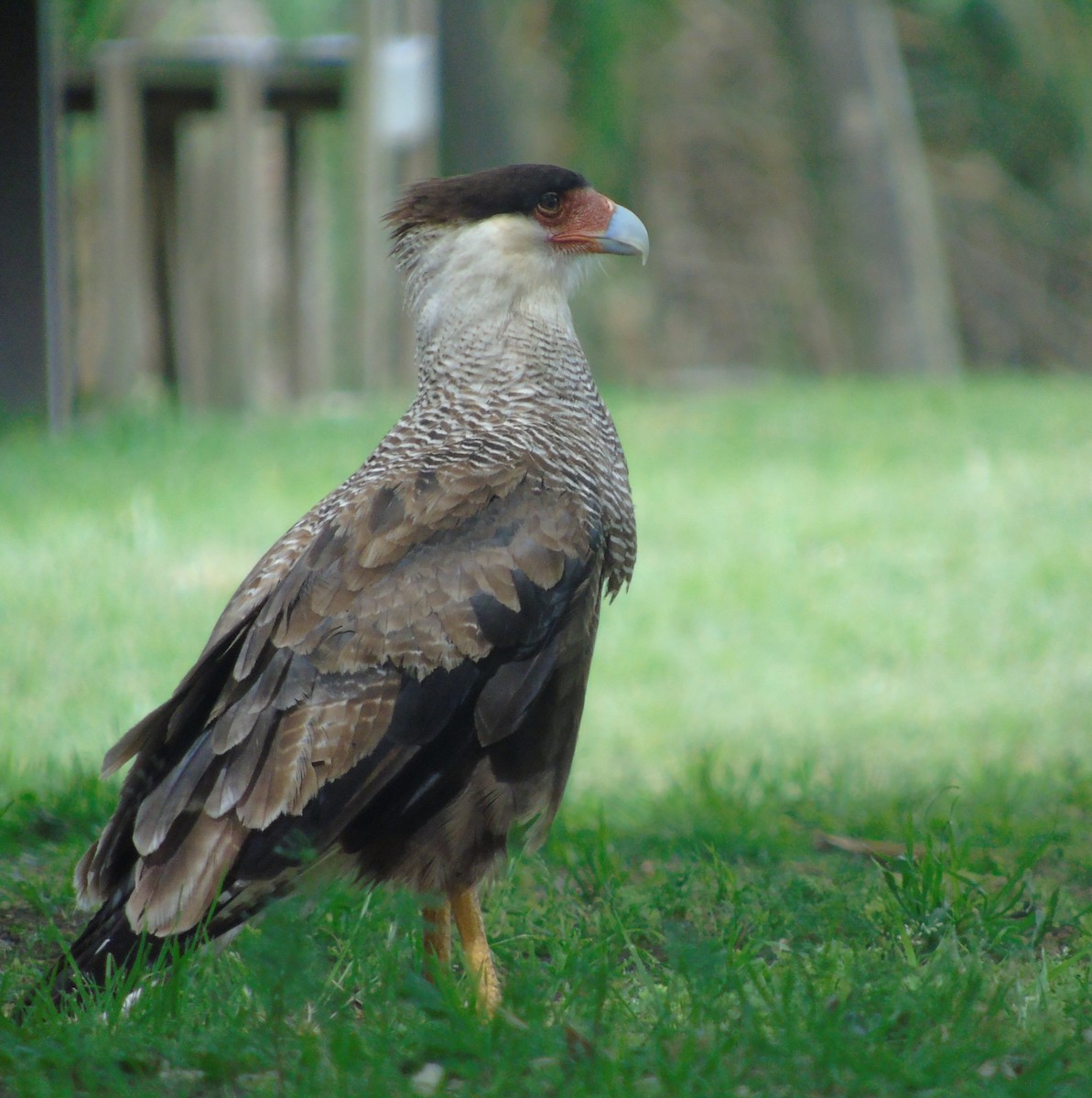 Schopfkarakara - ML646737292