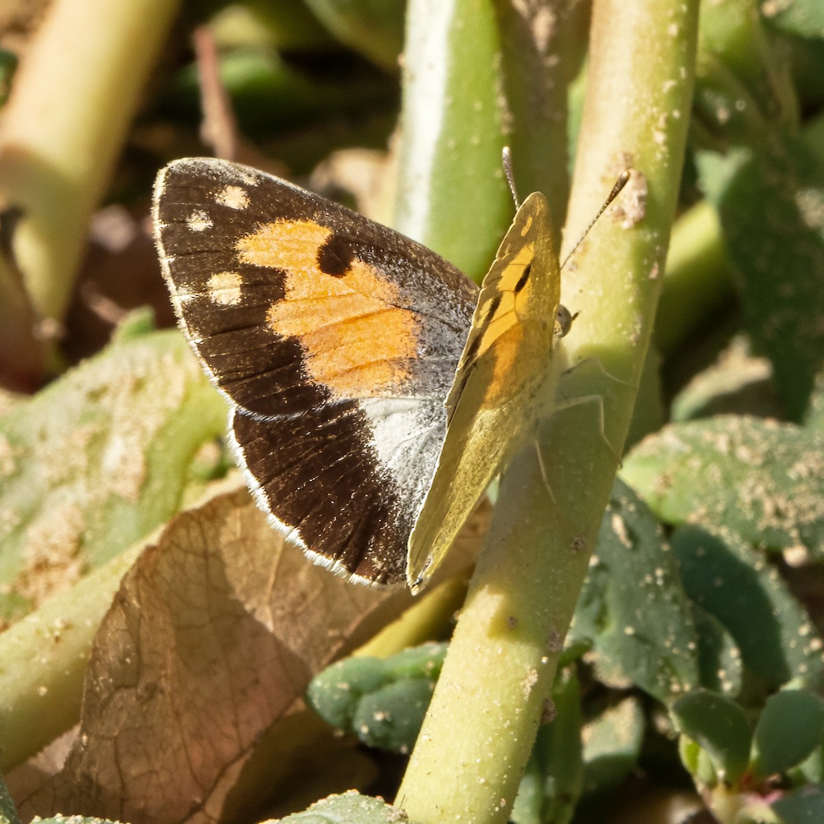 Blue-Spotted Arab - ML646737293