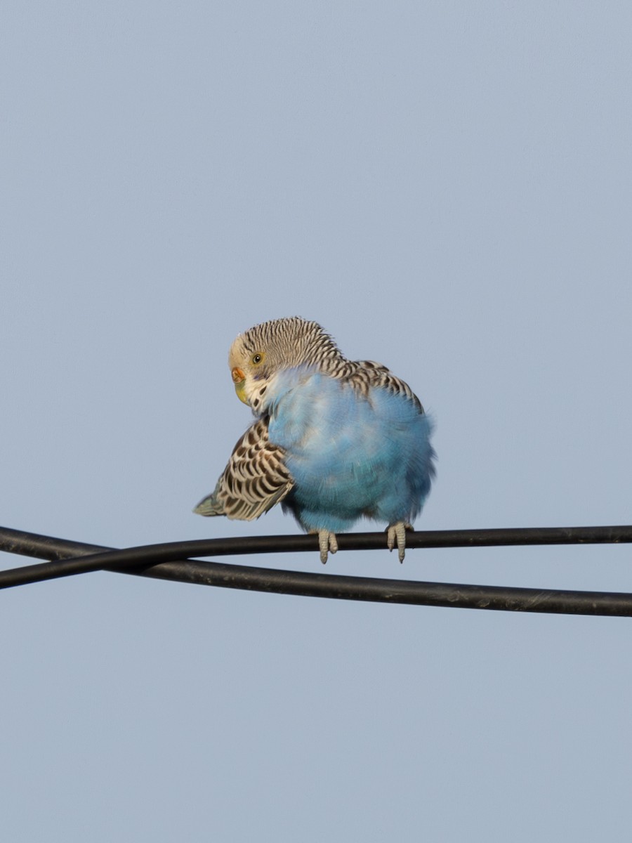 Папужка хвилястий (домашній тип) - ML646737296