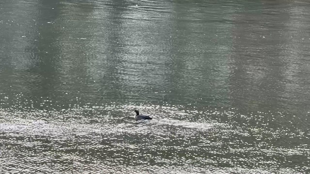 Черноклювая гагара - ML646737300