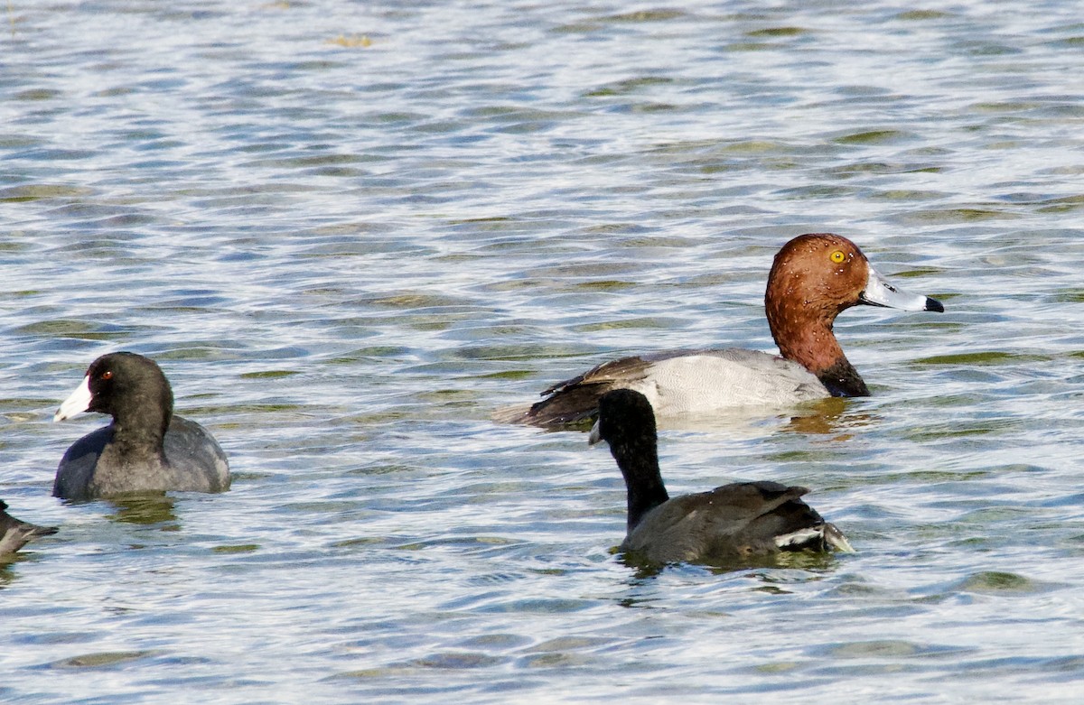 Redhead - ML646737302