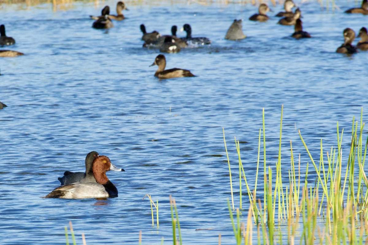 Redhead - ML646737303