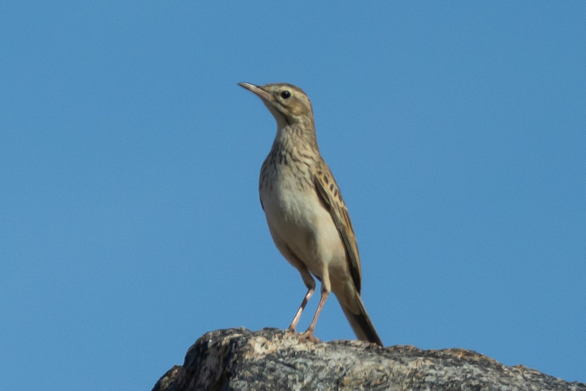 Karoo Long-billed Lark (Karoo) - ML646737304
