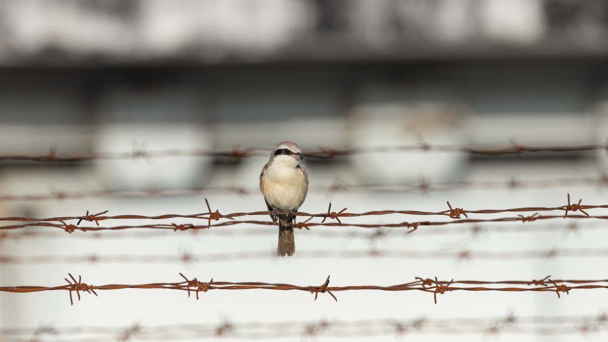 Сорокопуд сибірський - ML646737306