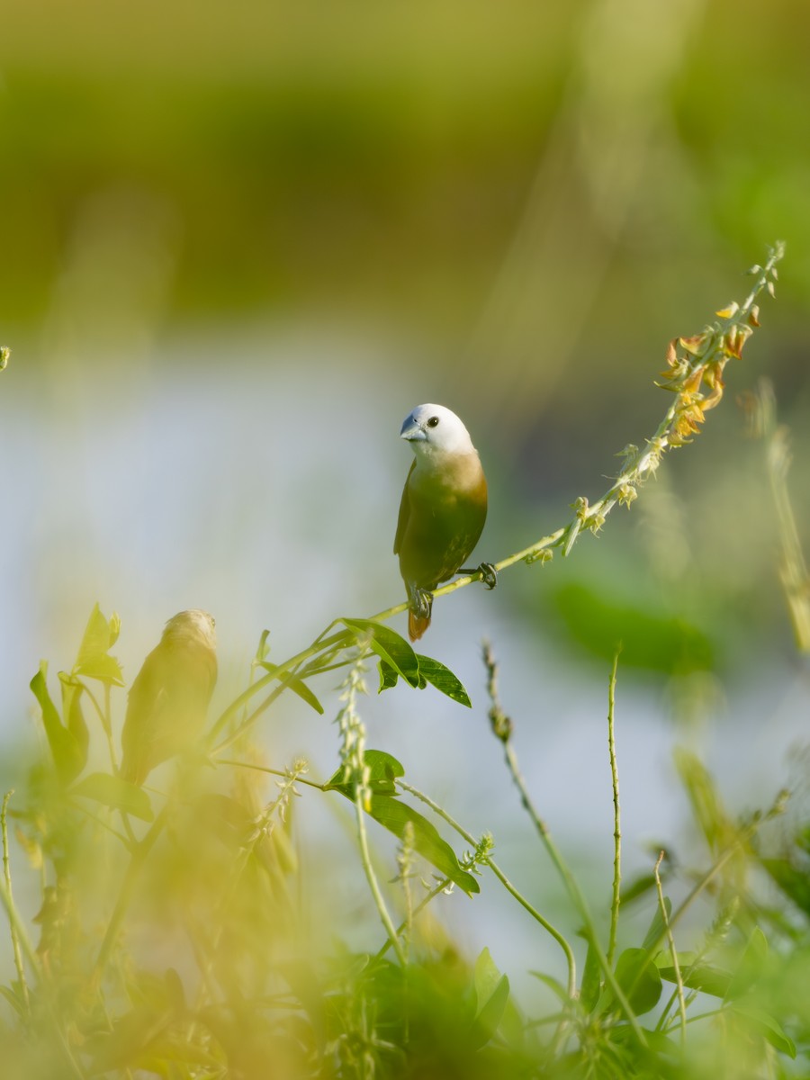 Мунія білоголова - ML646737309