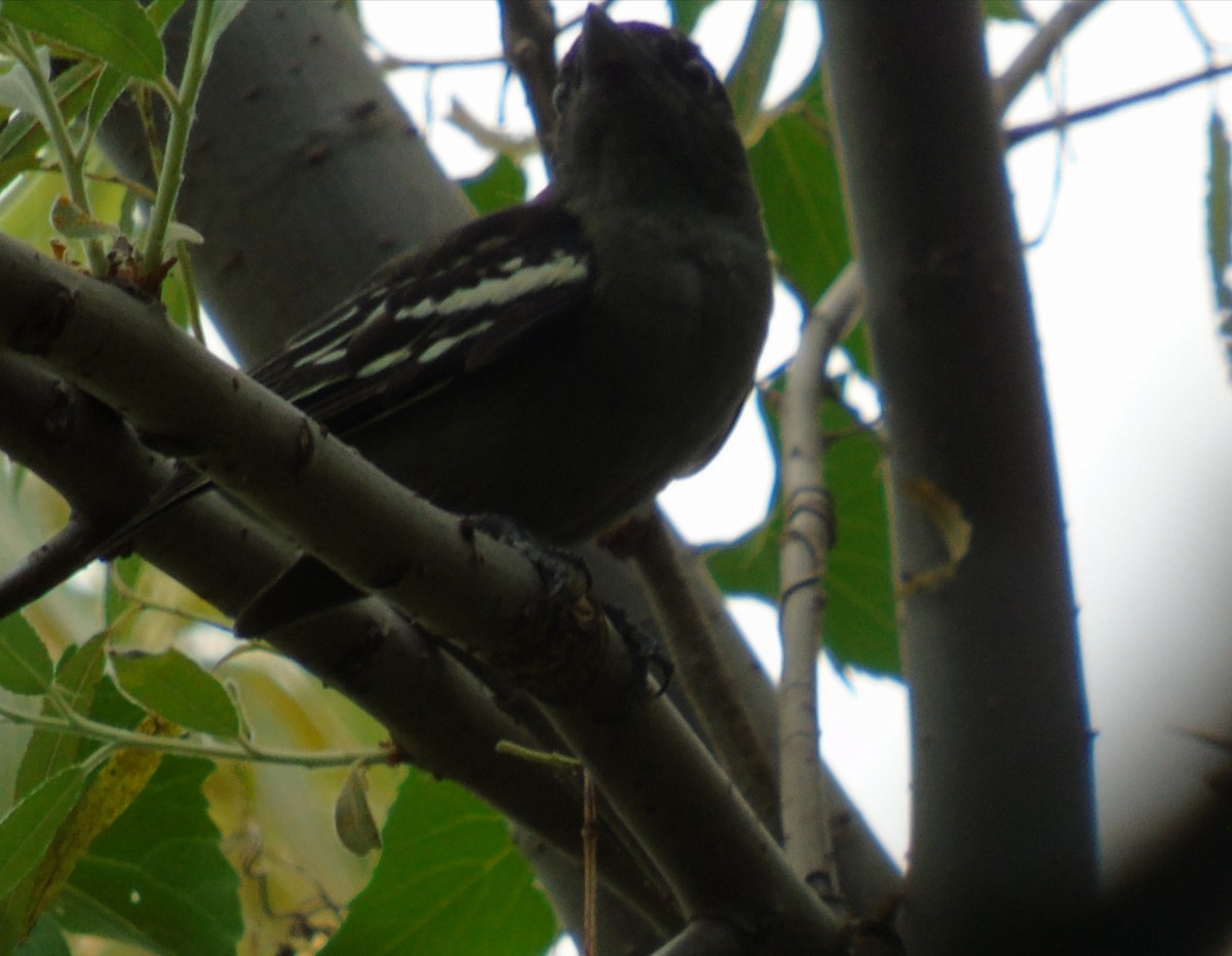 Weißbindenbekarde - ML646737310