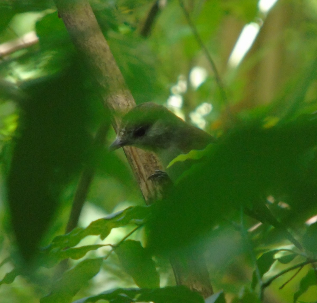 Weißbindenbekarde - ML646737311