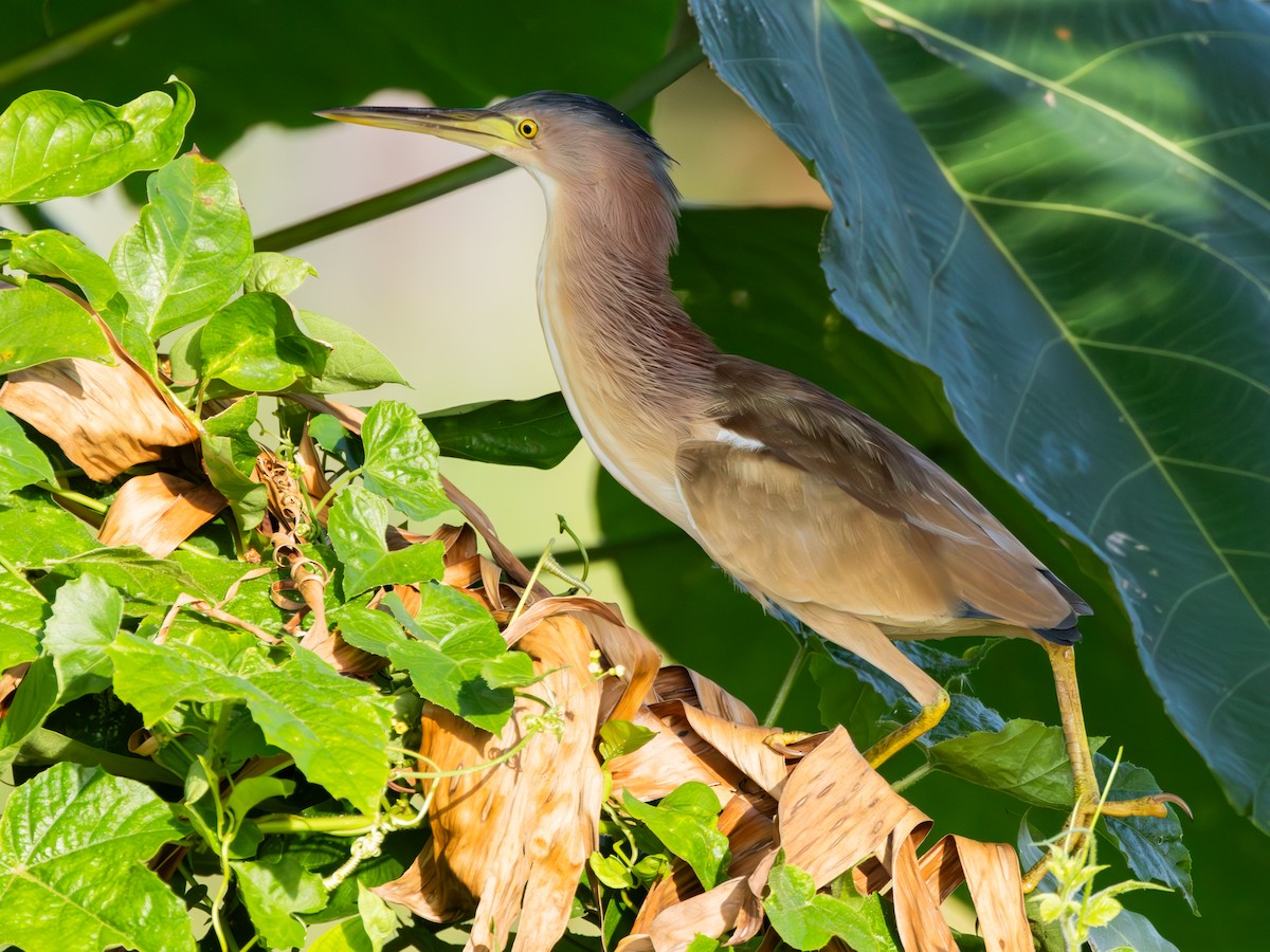 Бугайчик китайський - ML646737313