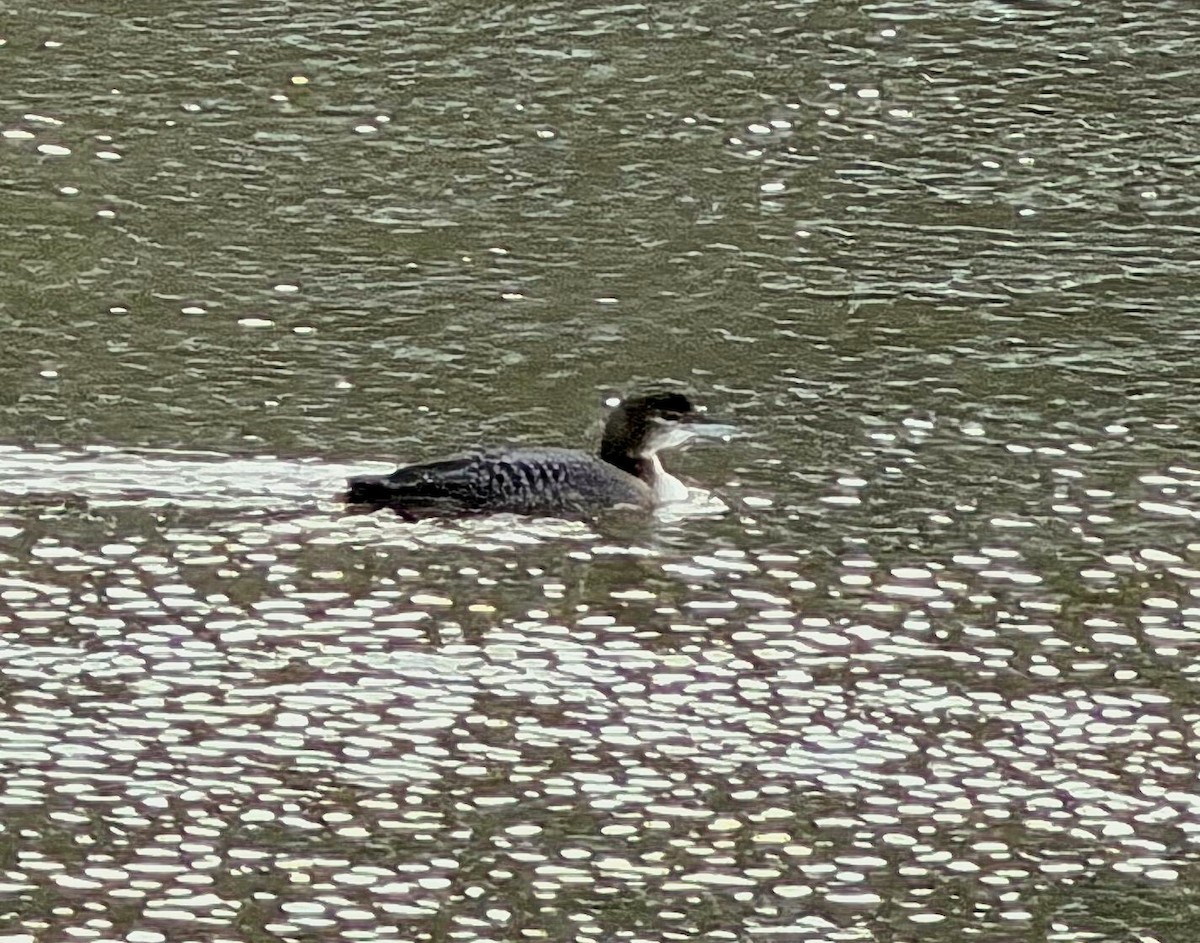 Common Loon - ML646737314