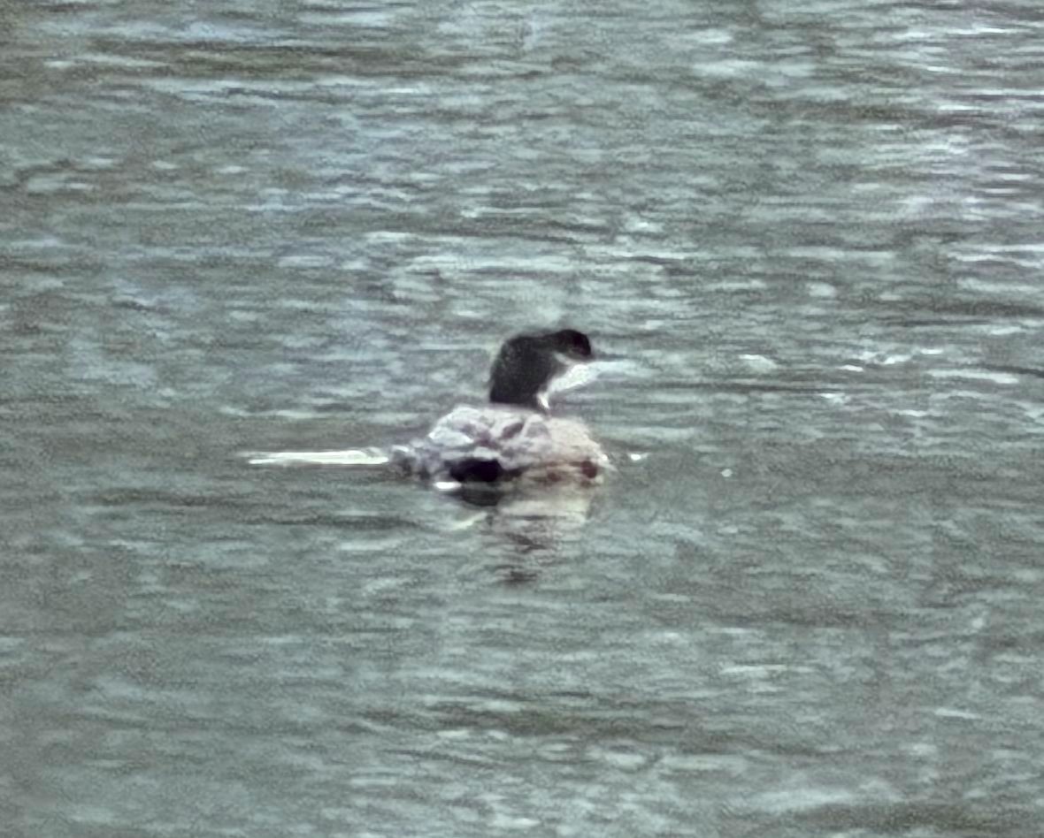 Common Loon - ML646737315