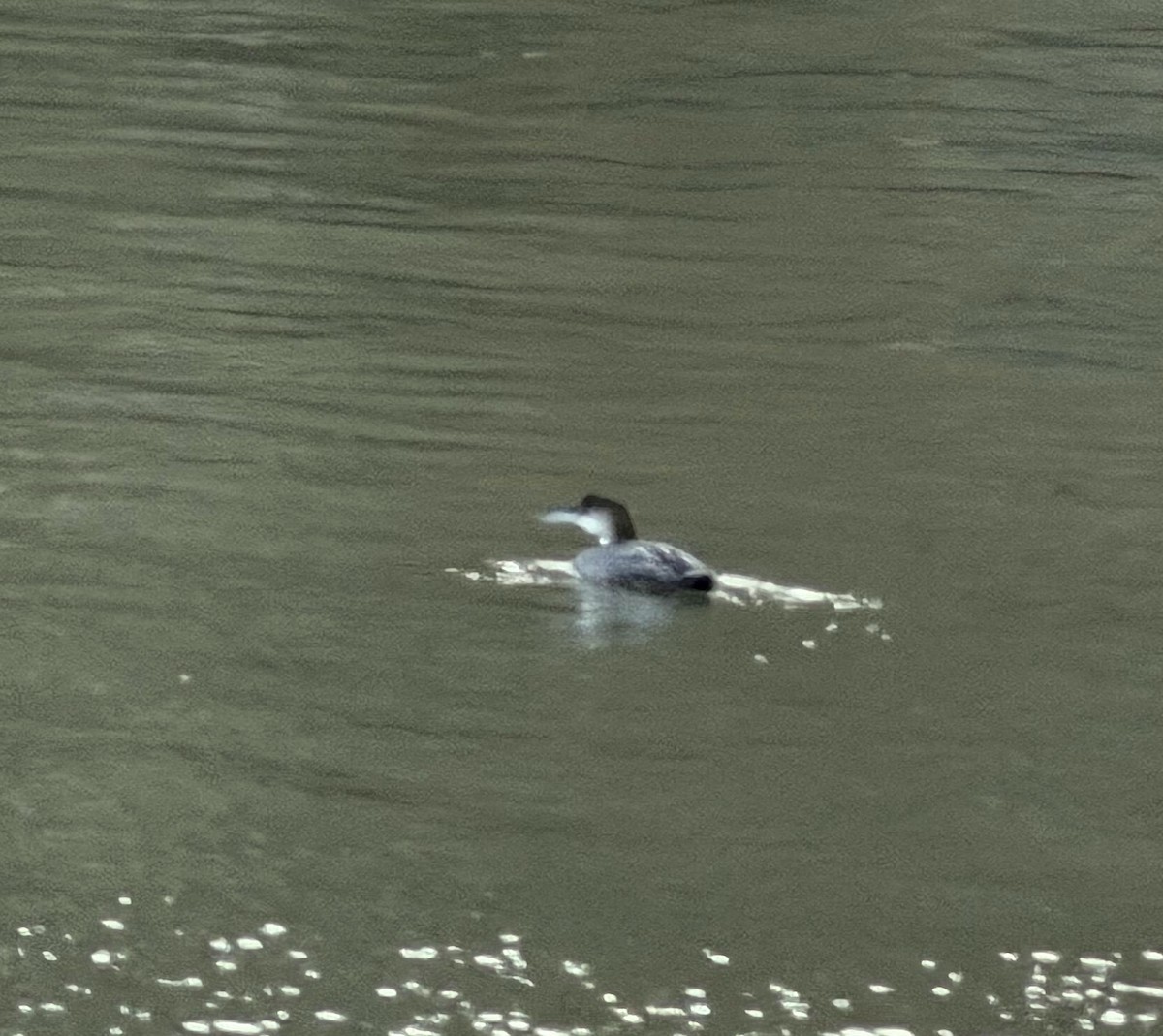 Common Loon - ML646737316