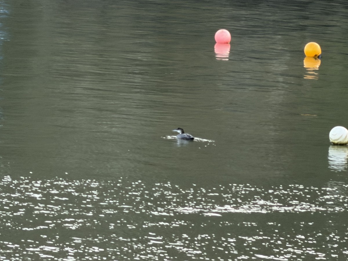 Common Loon - ML646737317