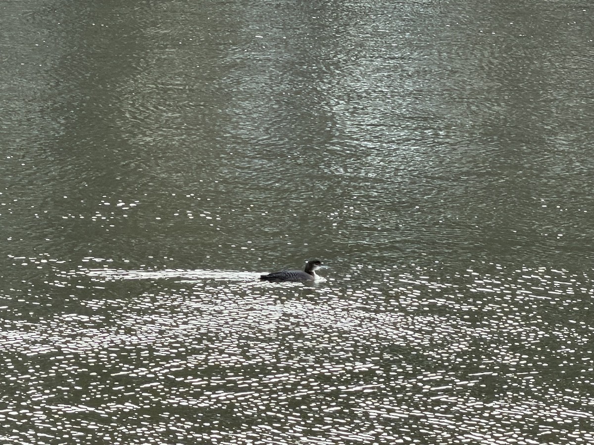 Common Loon - ML646737318