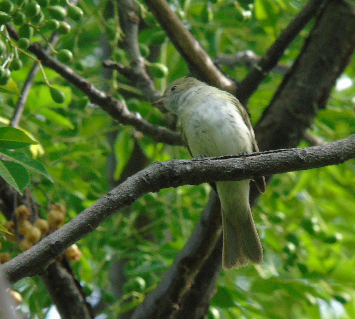 Dreibinden-Olivtyrann - ML646737319