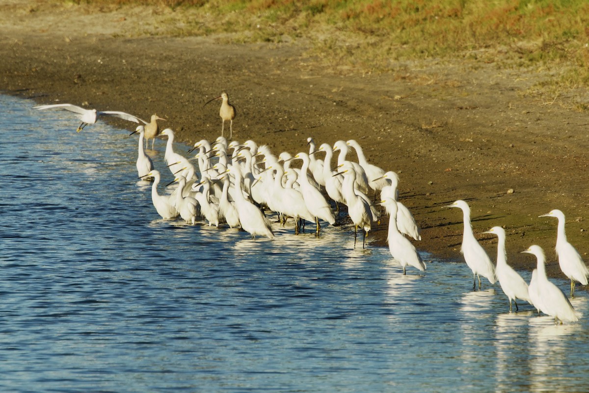 Schmuckreiher - ML646737320