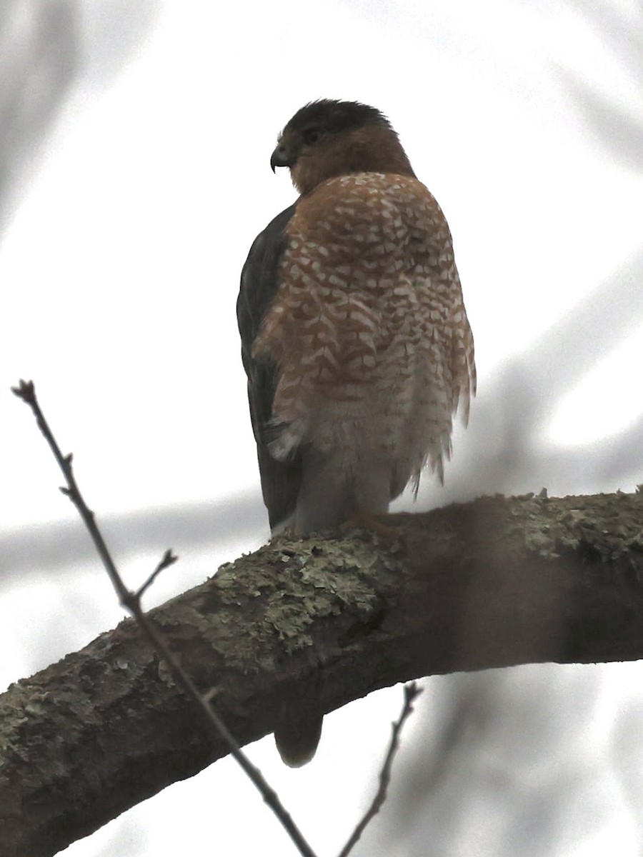 Cooper's Hawk - ML646737321