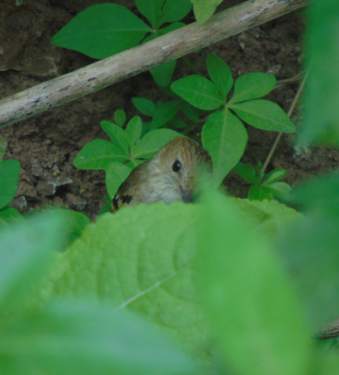 Rostschnäppertyrann - ML646737322