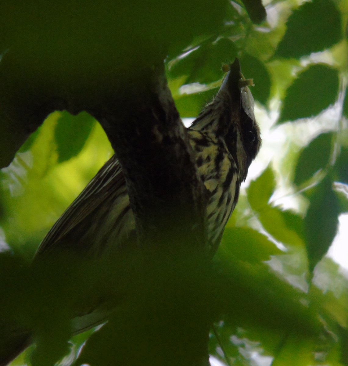 Süd-Fleckenmaskentyrann - ML646737334