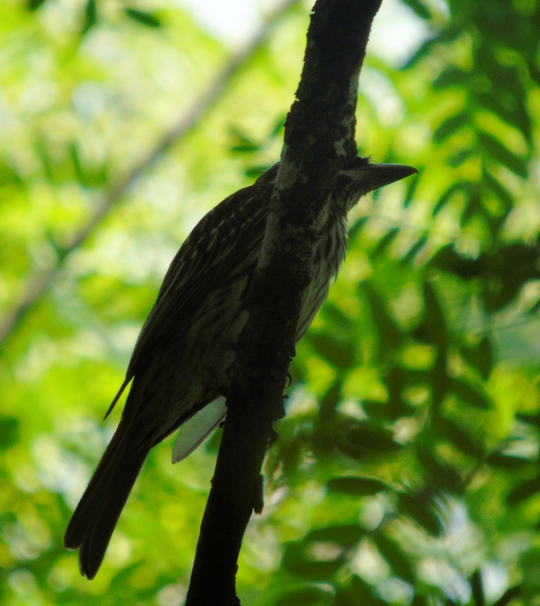 Süd-Fleckenmaskentyrann - ML646737335