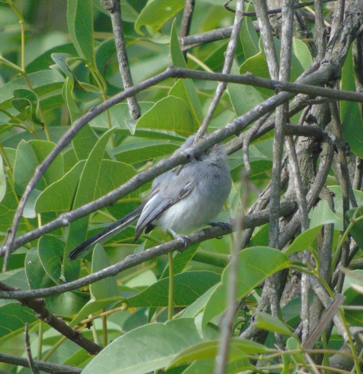 Maskenmückenfänger - ML646737337