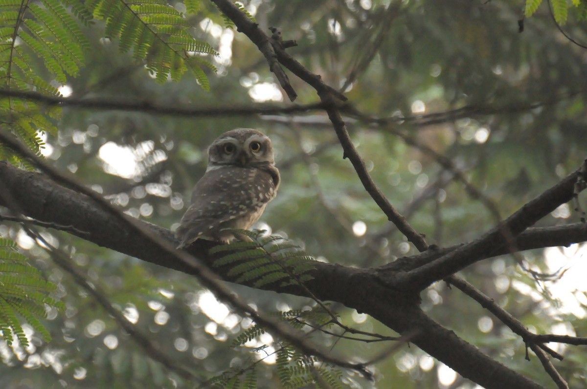 Spotted Owlet - ML646737341