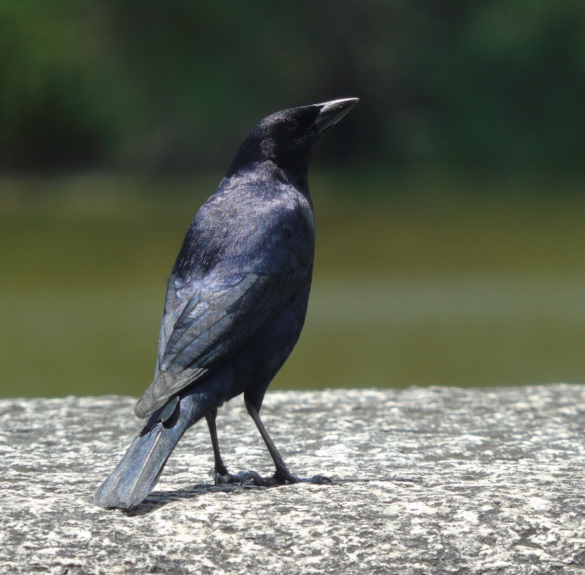 Seidenkuhstärling - ML646737345