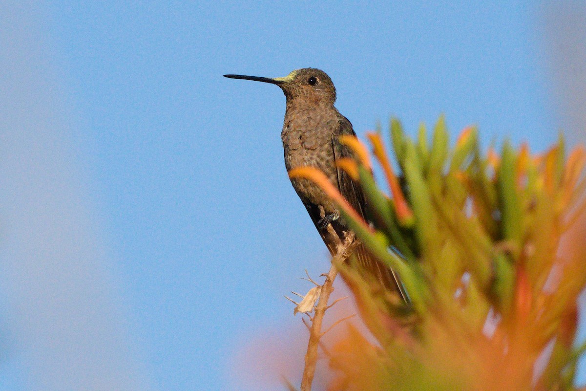 kjempekolibri - ML646737347