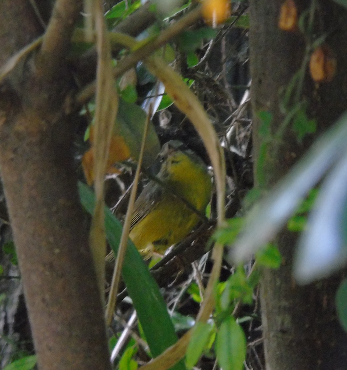 Golden-crowned Warbler - ML646737350