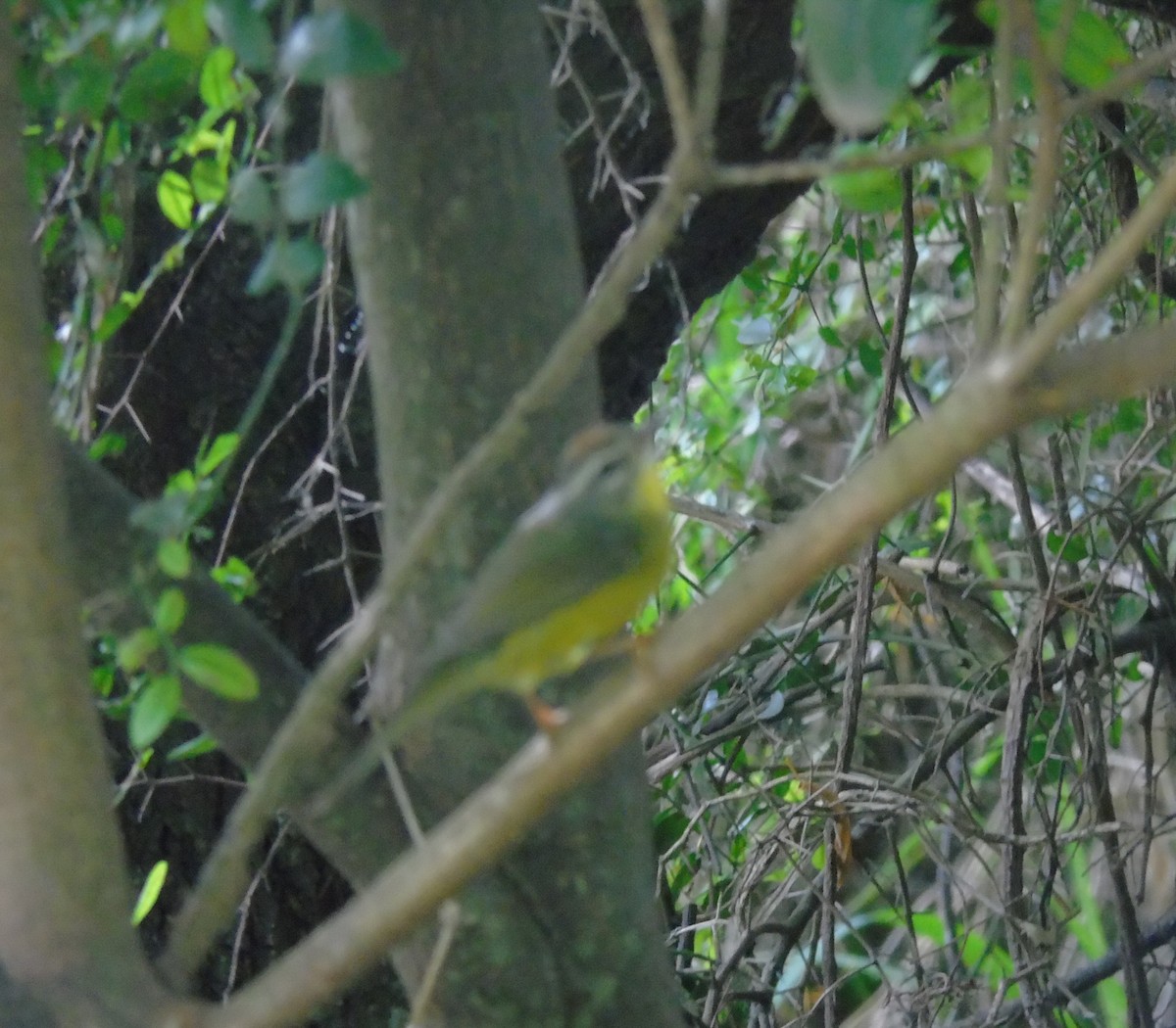 Golden-crowned Warbler - ML646737351